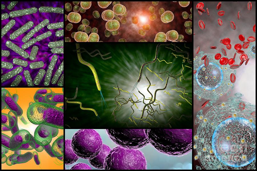 Bacteria Infection Collage Photograph by Ezume Images - Pixels