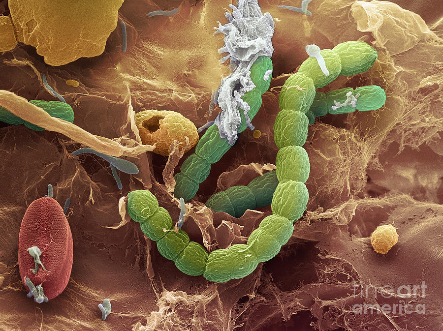 Bacteria, Sem #3 Photograph by Ted Kinsman