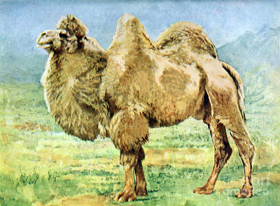 Animal Photograph - Bactrian Camel, Endangered Species #1 by Biodiversity Heritage Library
