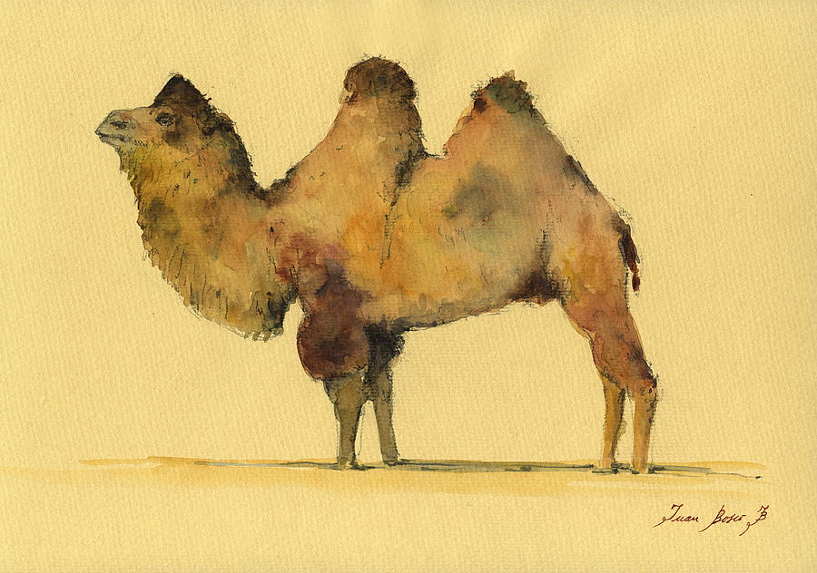 Bactrian Camel Painting - Bactrian camel #1 by Juan  Bosco