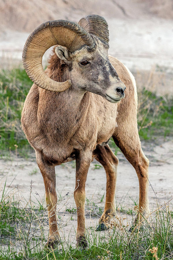 Badlands Bighorn #1 Photograph by Eric Albright