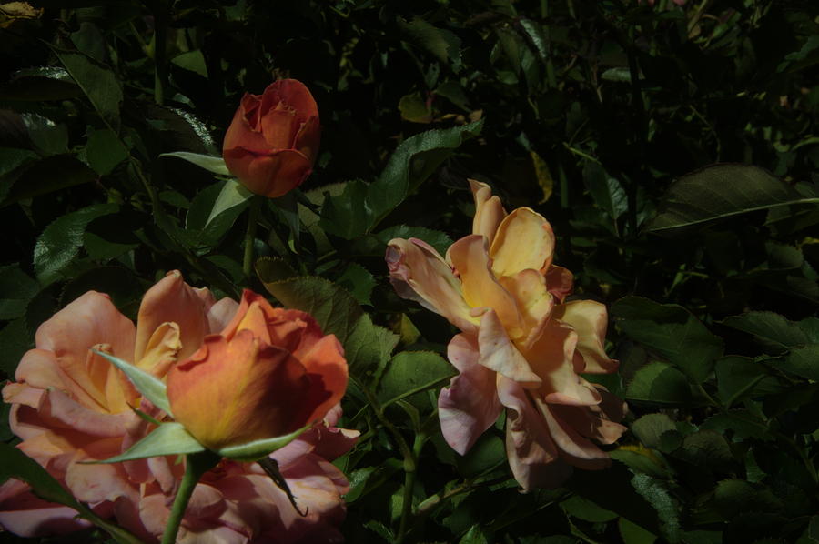 Balboa Park Rose Garden Flower 8 #1 Photograph by Phyllis Spoor