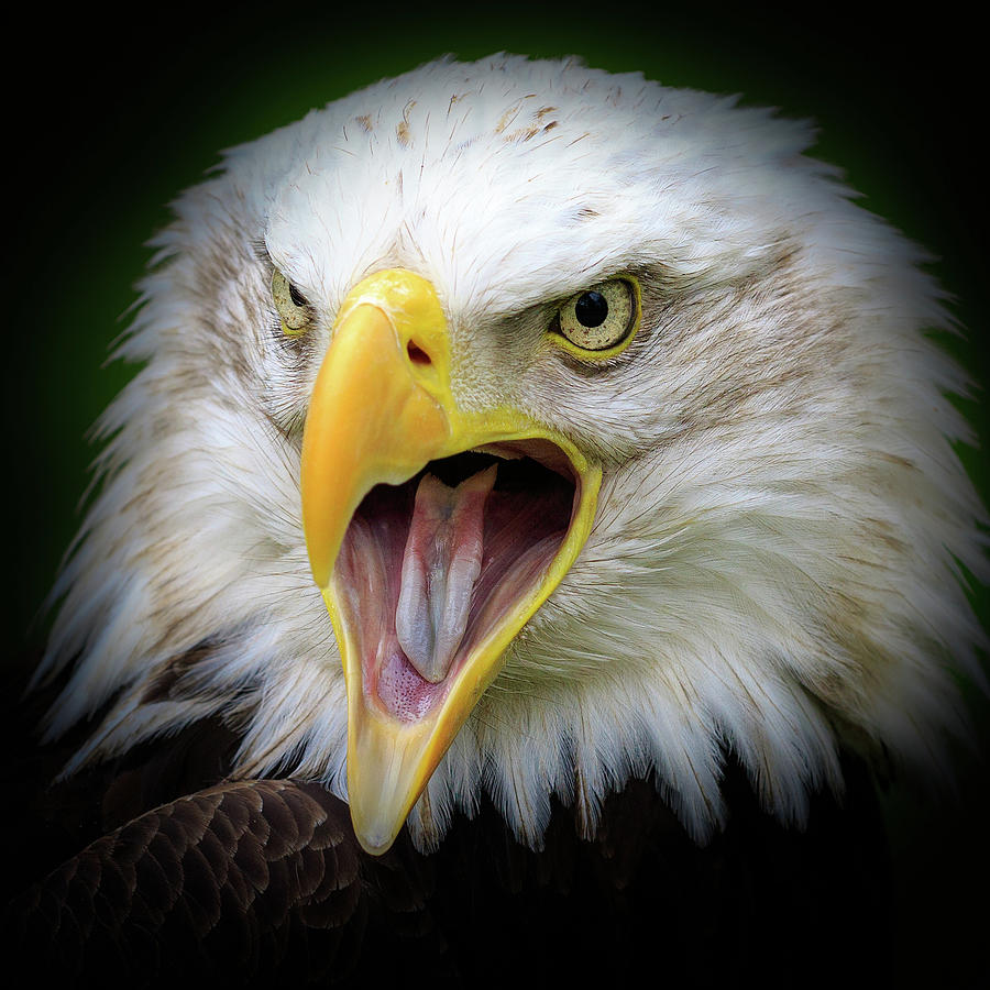 Bald eagle - 2 #1 Photograph by Chris Smith