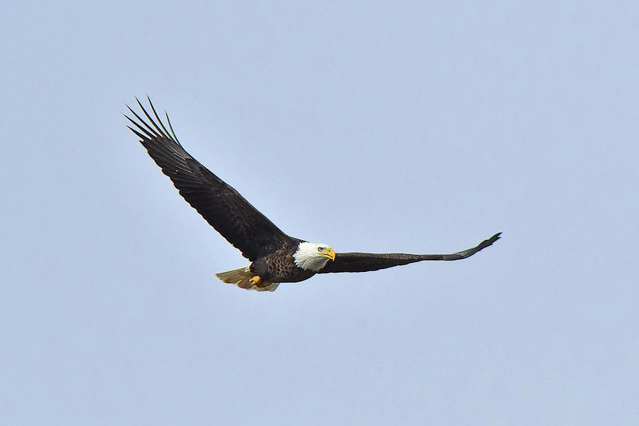Bald Eagle #1 Photograph by Alan Lenk
