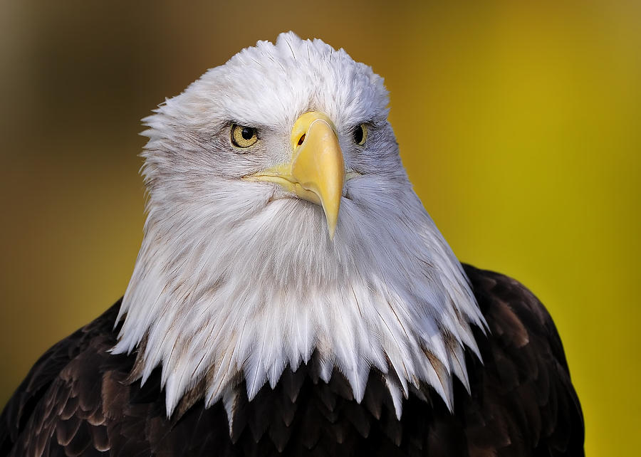 Bald Eagle #1 Photograph by Bill Dodsworth