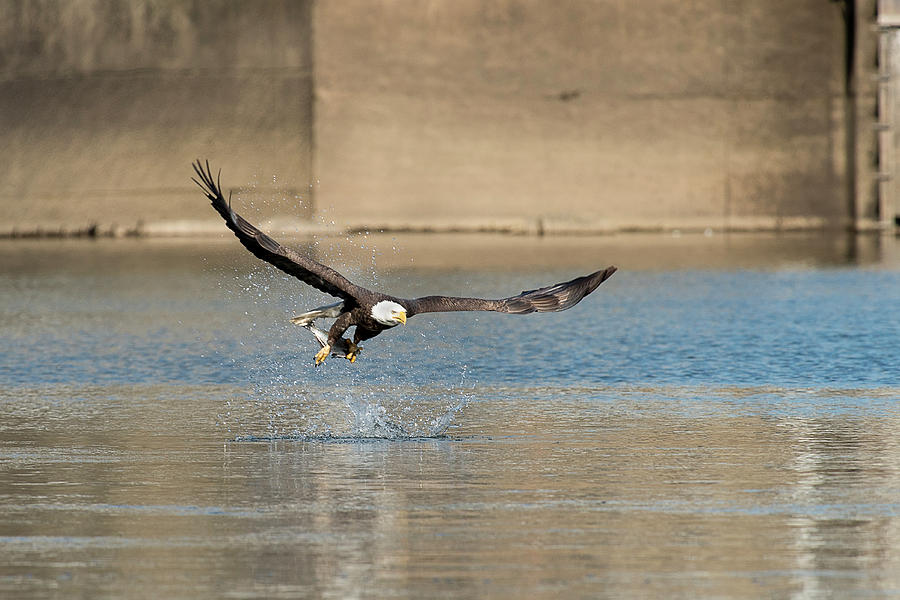 Bald eagle catching fish out of the water #1 Photograph by Dan Friend