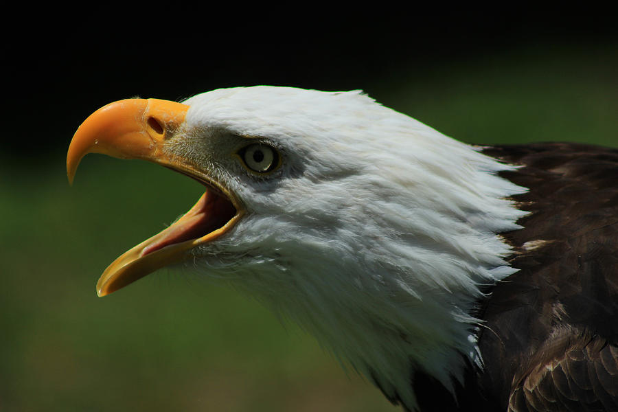 Bald Eagle Chirping Photograph by Robert Hamm | Fine Art America