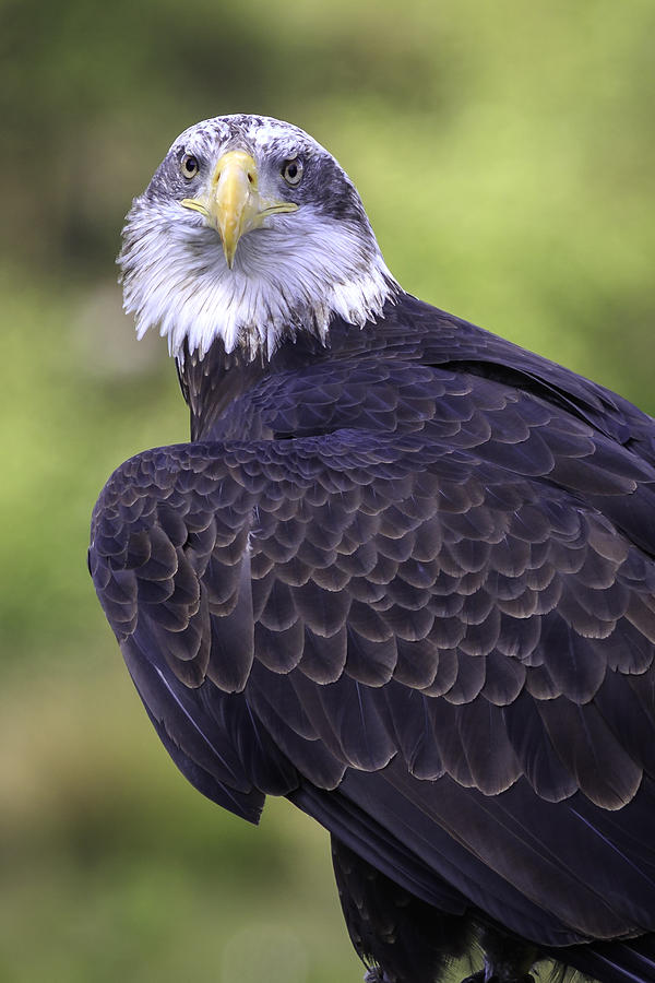 Iris Photograph - Bald eagle #1 by Chris Smith