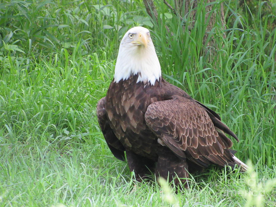 Bald Eagle #2 Photograph by Cindy Fleener