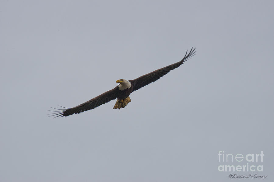 Bald Eagle #1 Photograph by David Arment