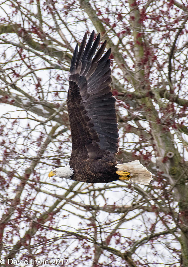 Bald Eagle Photograph by David Irwin - Fine Art America