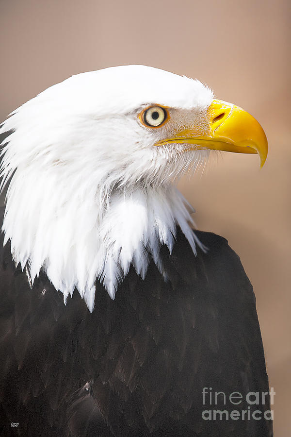 Eagle Photograph - Bald Eagle Profile by David Millenheft