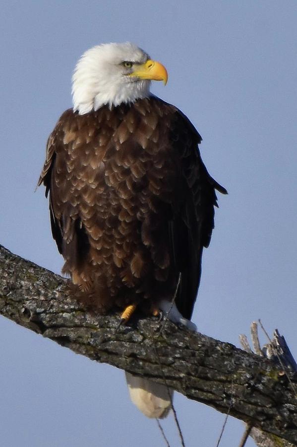 Bald Eagle Photograph By Dwight Eddington - Fine Art America