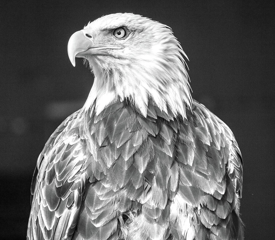 Bald Eagle #1 Photograph by Ed James