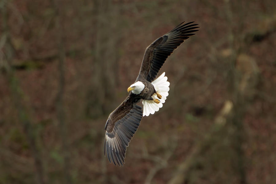 Bald Eagle #2 Photograph by Eilish Palmer