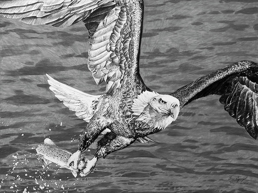 Bald Eagle Fishing Drawing by Aaron Spong