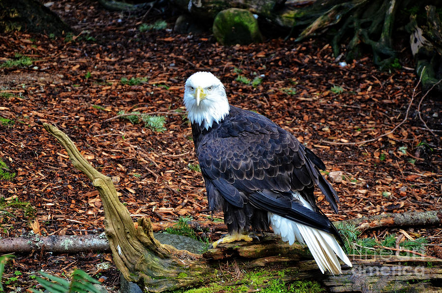 Bald Eagle  #1 Photograph by Frank Larkin