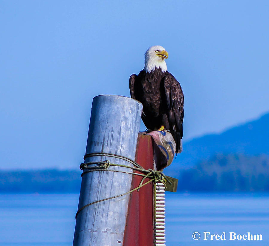 Bald Eagle #1 Photograph by Fred  Boehm