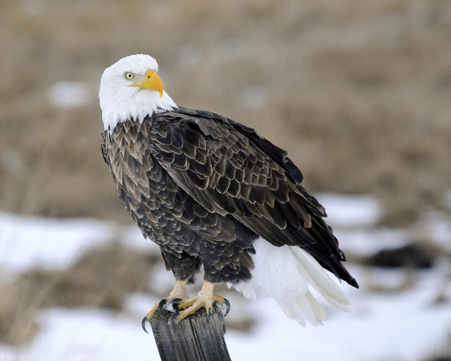 Bald Eagle #1 Photograph by Gary Beeler