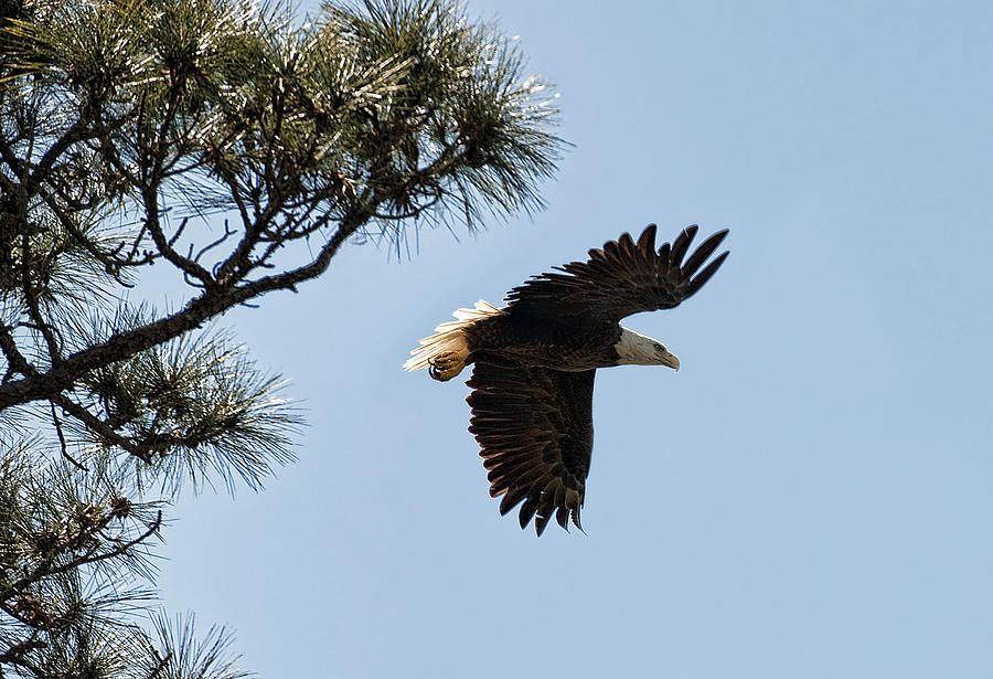 Bald Eagle #1 Photograph by Gouzel -