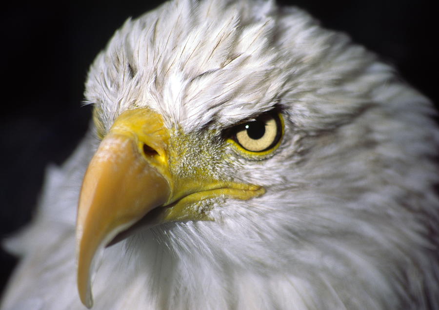 Bald Eagle head #1 Photograph by Gary Corbett