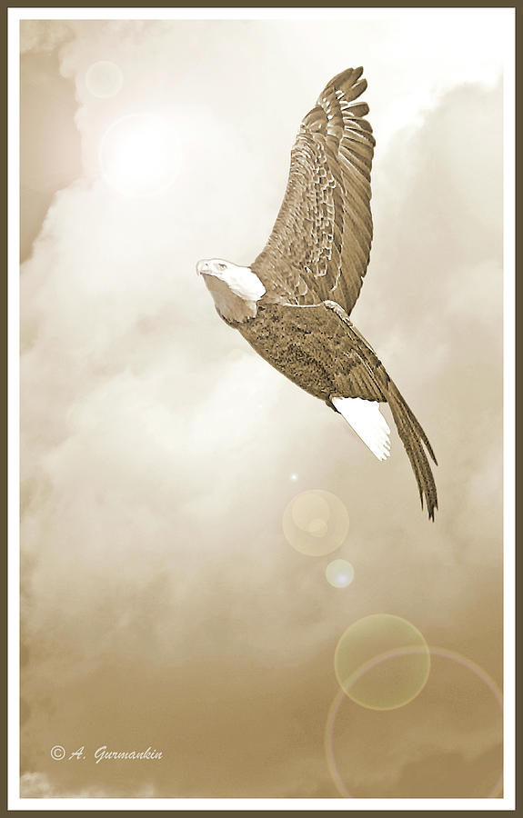 Bald Eagle in Flight #1 Digital Art by A Macarthur Gurmankin
