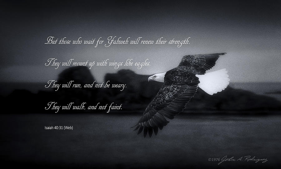 Bald Eagle in Flight With Bible Verse Photograph by John A Rodriguez