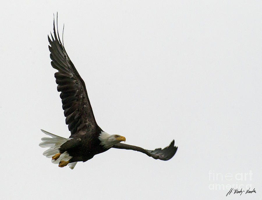 Bald Eagle In Flight-Signed-#1065 #1 Photograph by J L Woody Wooden