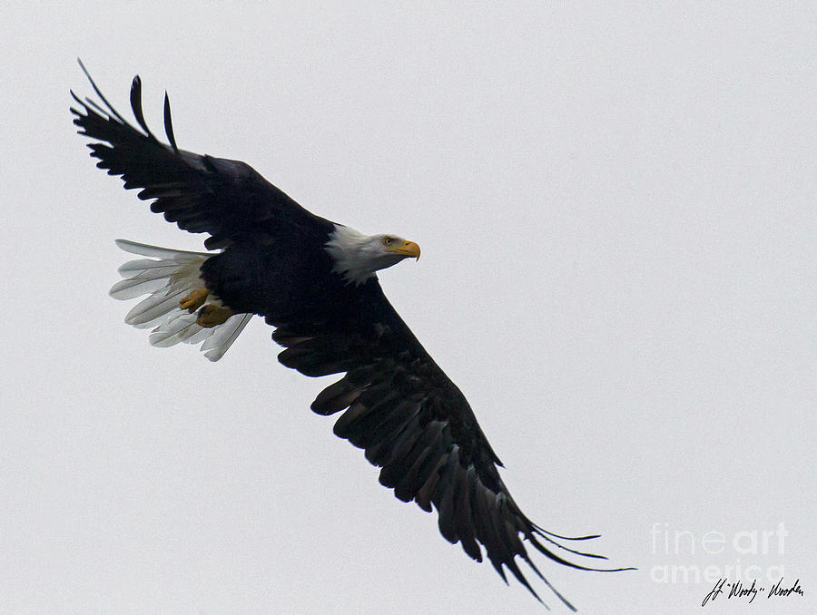 Bald Eagle In Flight-Signed-#1066 #2 Photograph by J L Woody Wooden