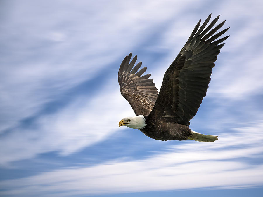 Bald Eagle - 365-12 Photograph by Inge Riis McDonald