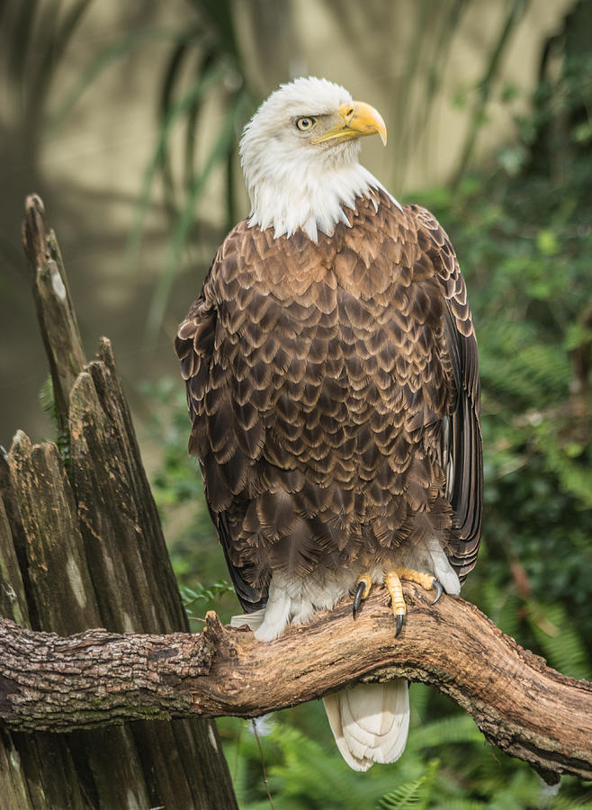 Bald Eagle #1 Photograph by Jane Luxton