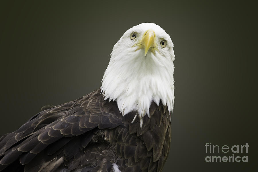 Bald Eagle Photograph by Jeannette Hunt