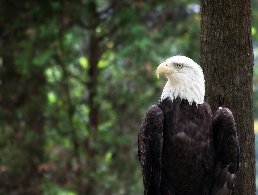 Bald Eagle #1 Photograph by Jill Lang