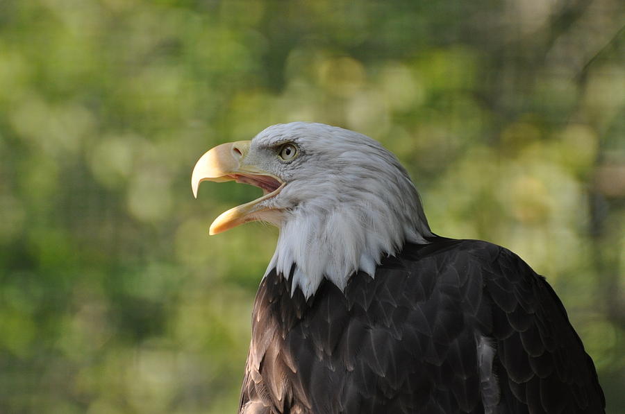 Bald Eagle Photograph by Jo-Ann Matthews - Fine Art America