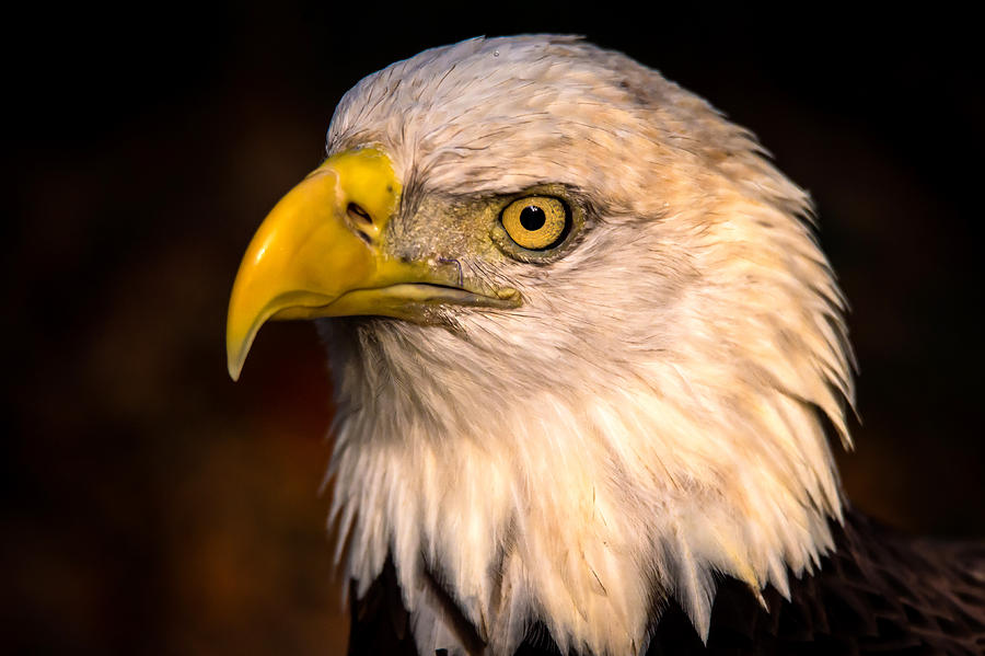 Bald Eagle Photograph - Bald Eagle #1 by Joe Granita