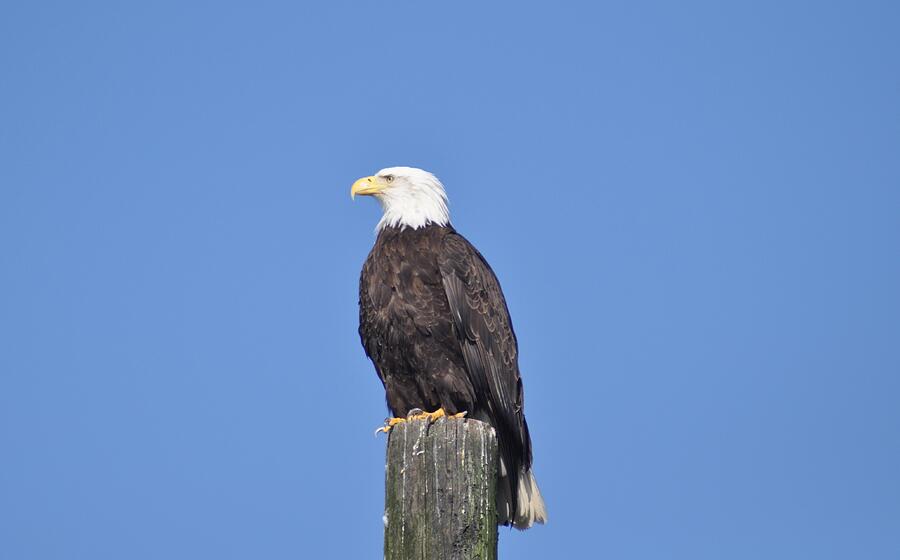 Bald Eagle Photograph by John Hughes - Pixels