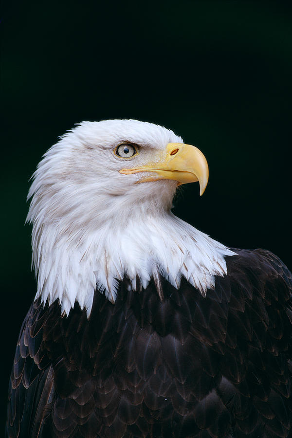 Bald Eagle #1 Photograph by John Hyde - Printscapes