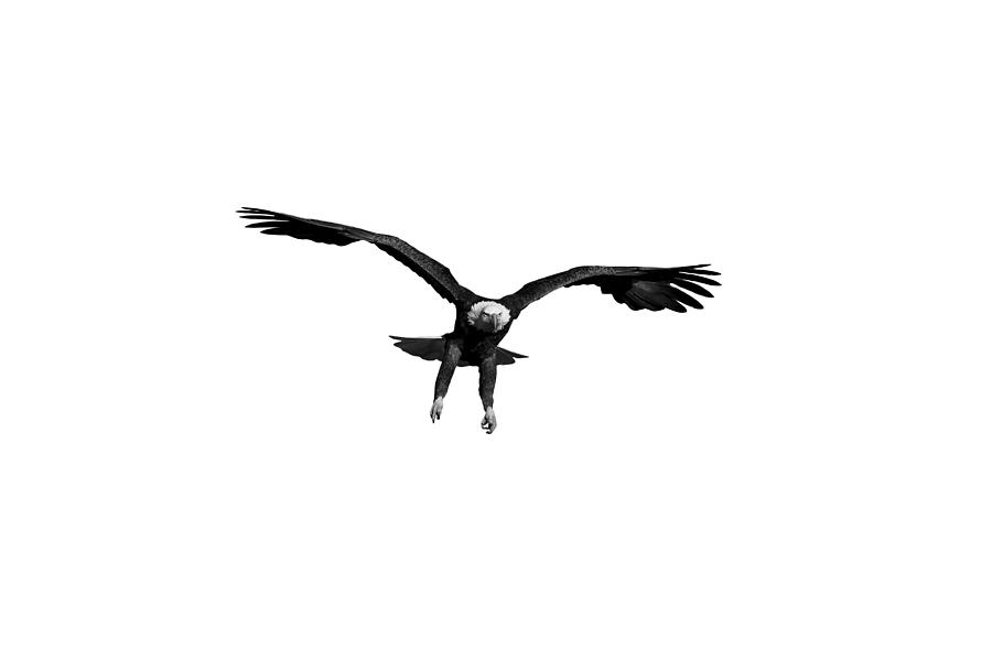Bald Eagle Landing #2 Photograph by Jeff Phillippi