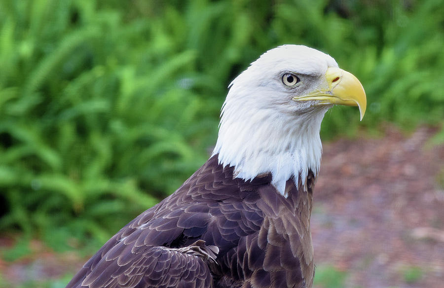 Bald Eagle #1 Photograph by Larah McElroy
