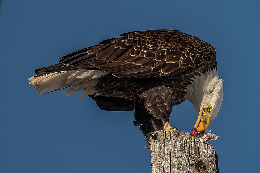 Bald Eagle Lunch #1 Photograph by Yeates Photography