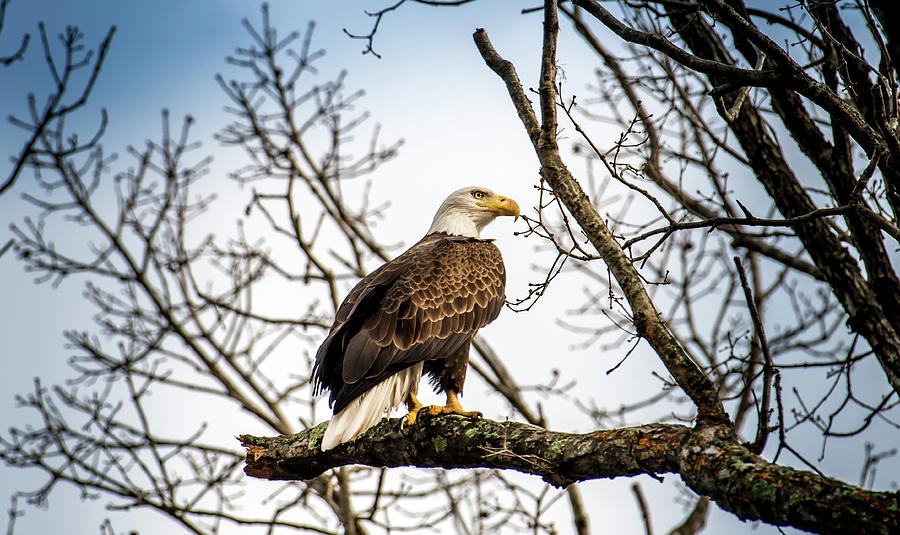 Bald Eagle Majesty #1 Photograph by Patrick Wolf