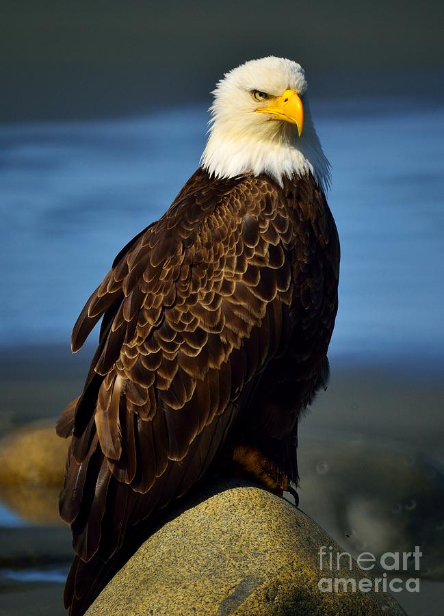 Bald Eagle #1 Photograph by Marc Bittan
