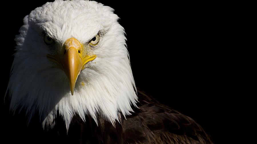 Eagle Photograph - Bald Eagle #1 by Mariel Mcmeeking