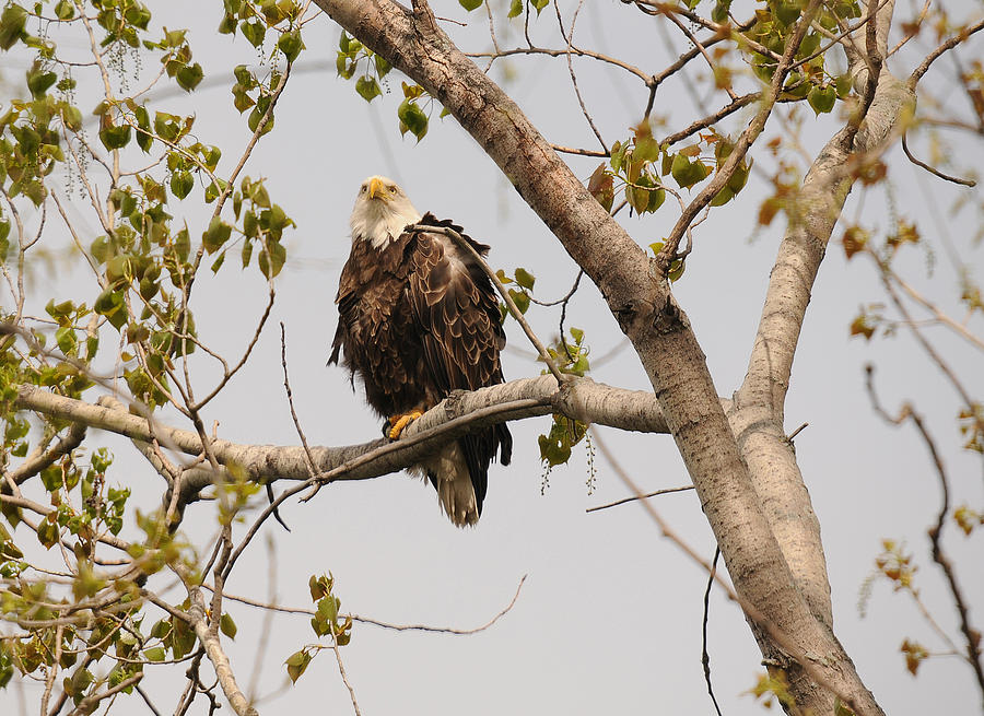 Nature Photograph - Bald Eagle #1 by Mark Kantner