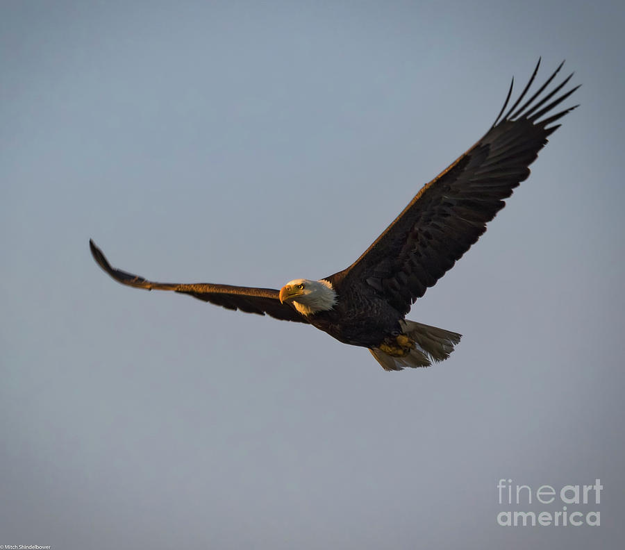 Bald Eagle #1 Photograph by Mitch Shindelbower