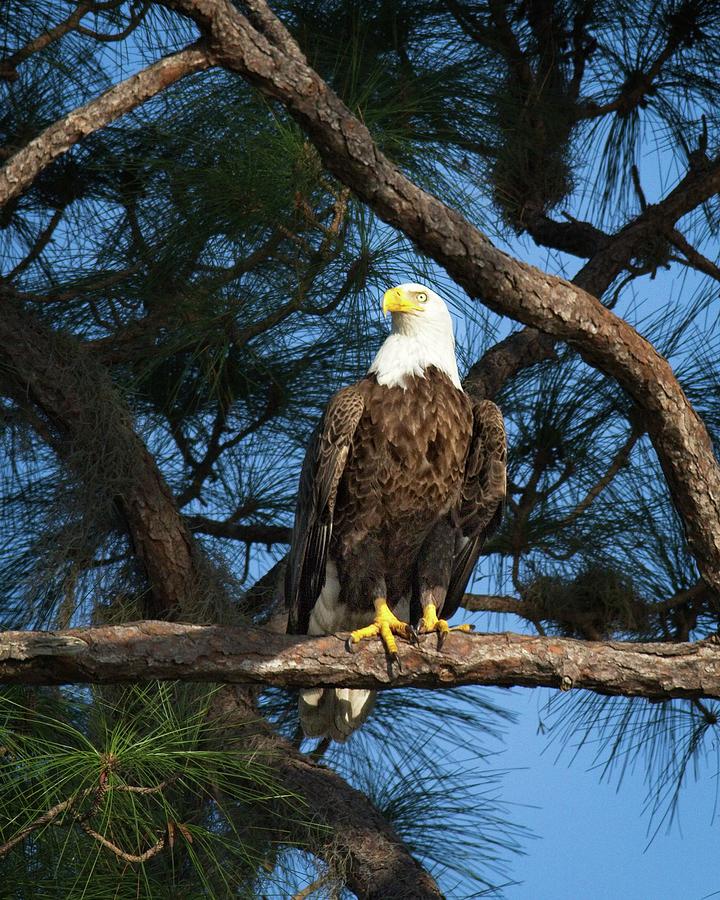 Bald Eagle near Nest #1 Photograph by Ronald Lutz