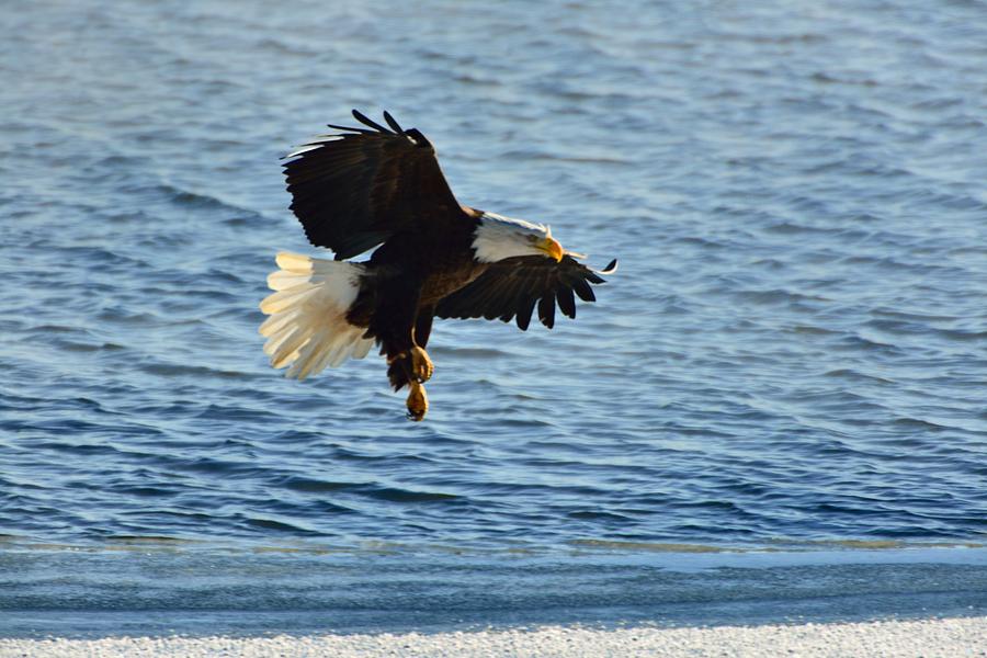 Bald Eagle on Sweetwater Lake #1 Photograph by Walt Sterneman