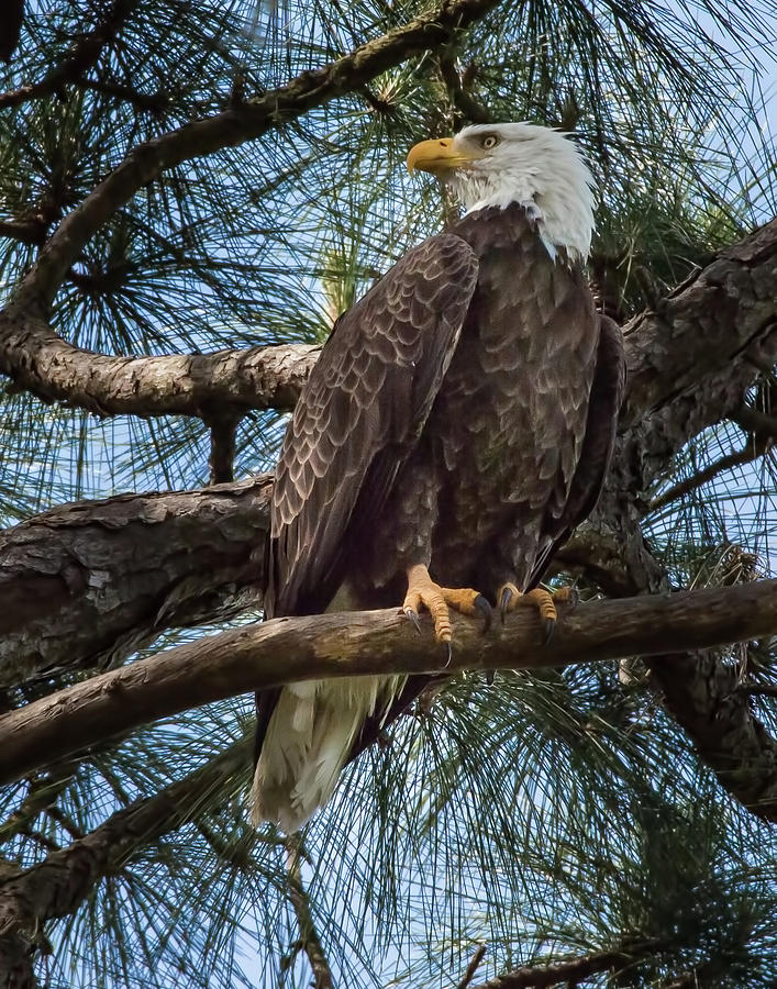 Bald Eagle #1 Photograph by Richard Goldman