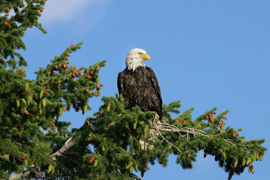 Bald Eagle #1 Photograph by Ronnie And Frances Howard