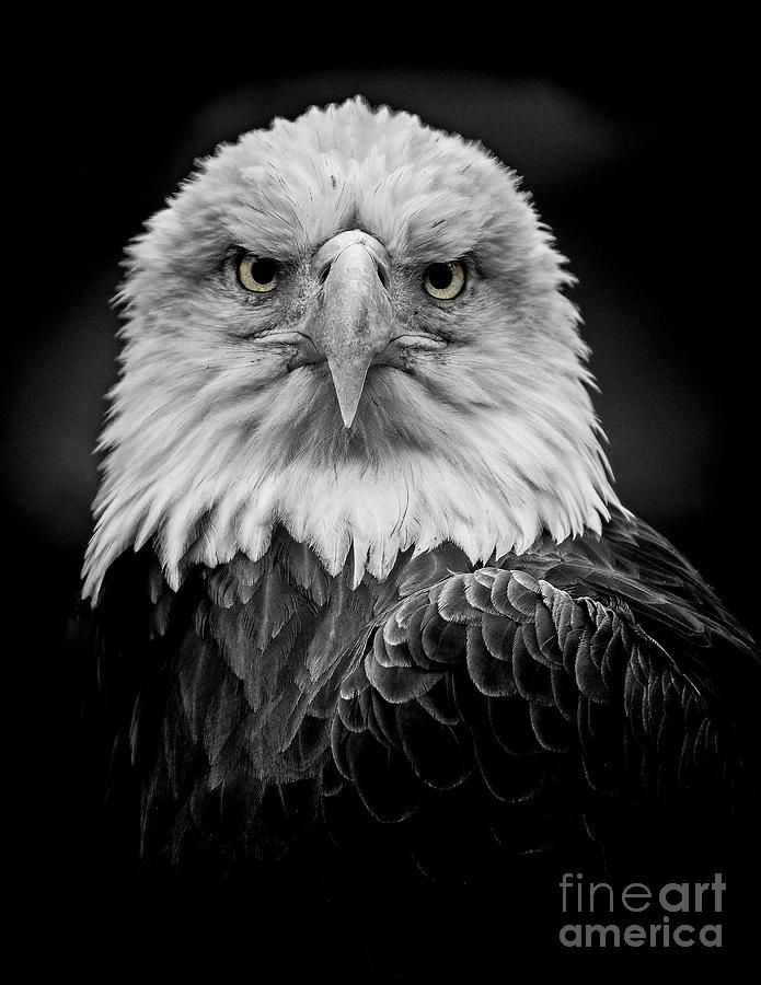 Bald Eagle #1 Photograph by Rudy Viereckl